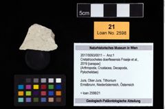 Foto (Objekt + Etikett) von Cretatrizocheles doerflesensis (Fraaije et al., 2019)  (NHMW-GEO-2017-0093-0011)